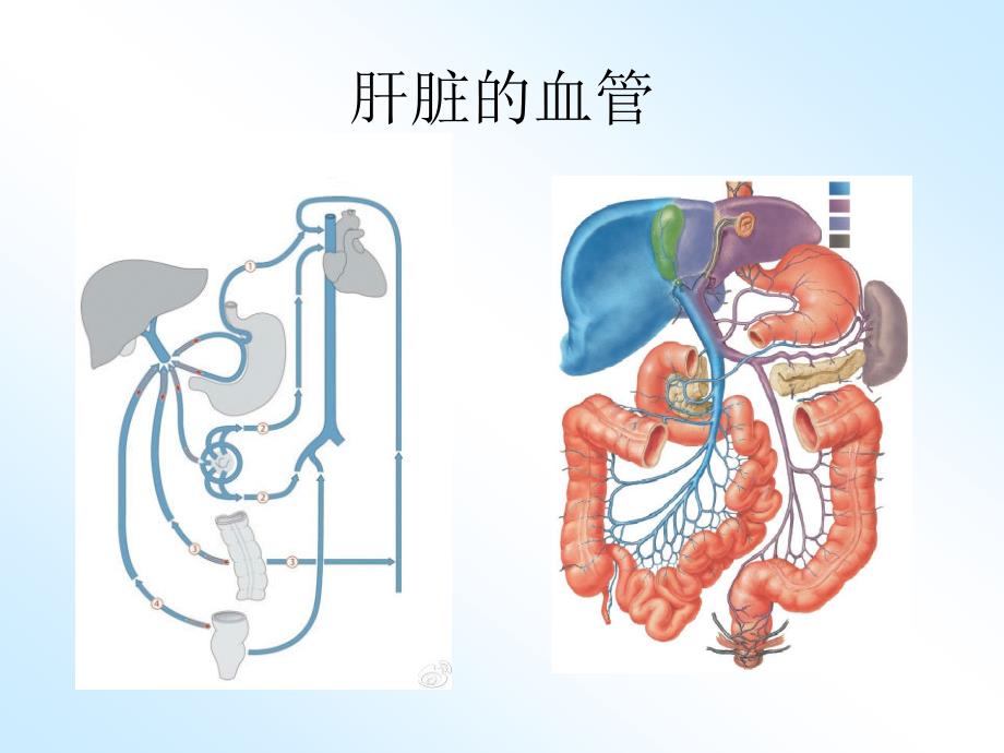 内科（肝硬化ppt课件_第3页