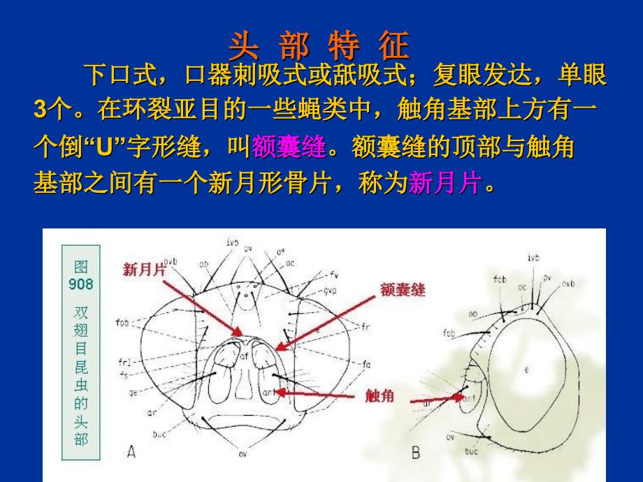 普通昆虫学昆虫分类双翅目、蜱螨目分科_第4页