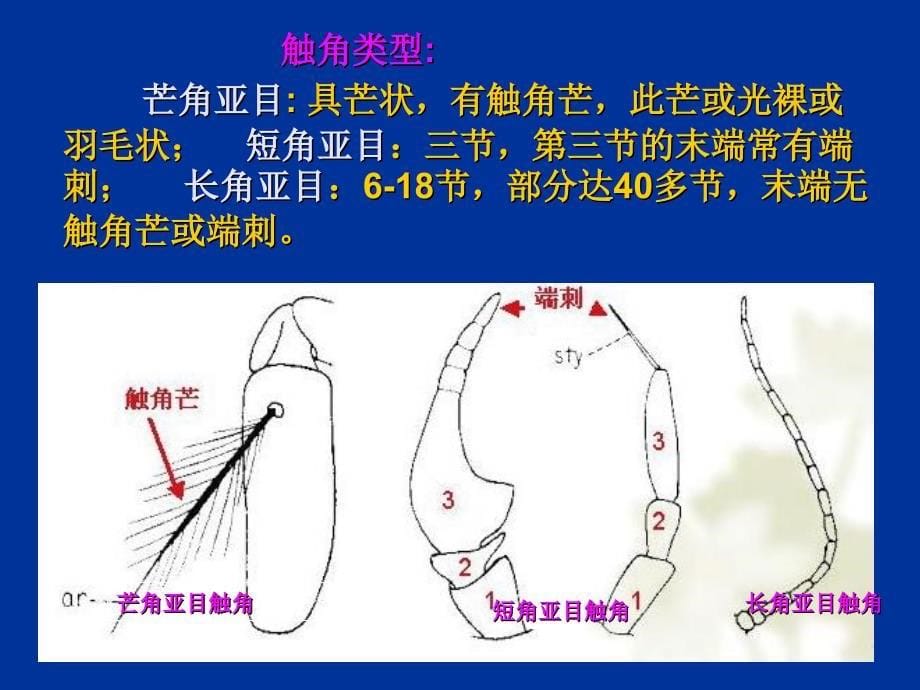 普通昆虫学昆虫分类双翅目、蜱螨目分科_第5页