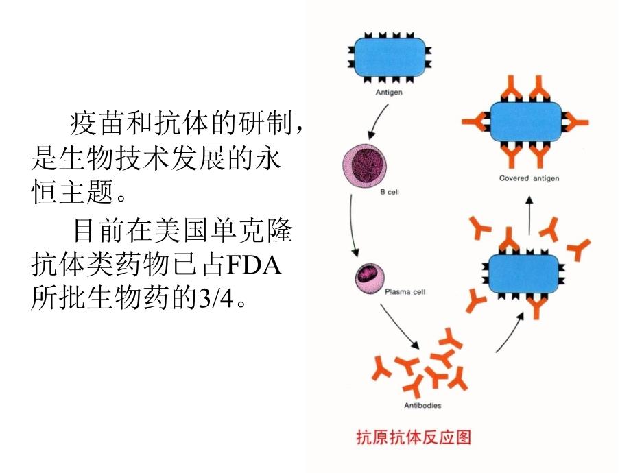 《单克隆抗体技术》PPT课件.ppt_第2页