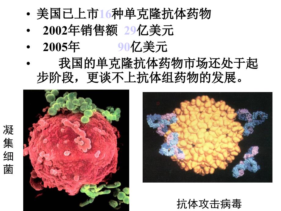 《单克隆抗体技术》PPT课件.ppt_第3页