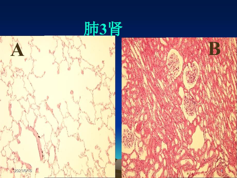 组织学与胚胎学切片考试_第4页