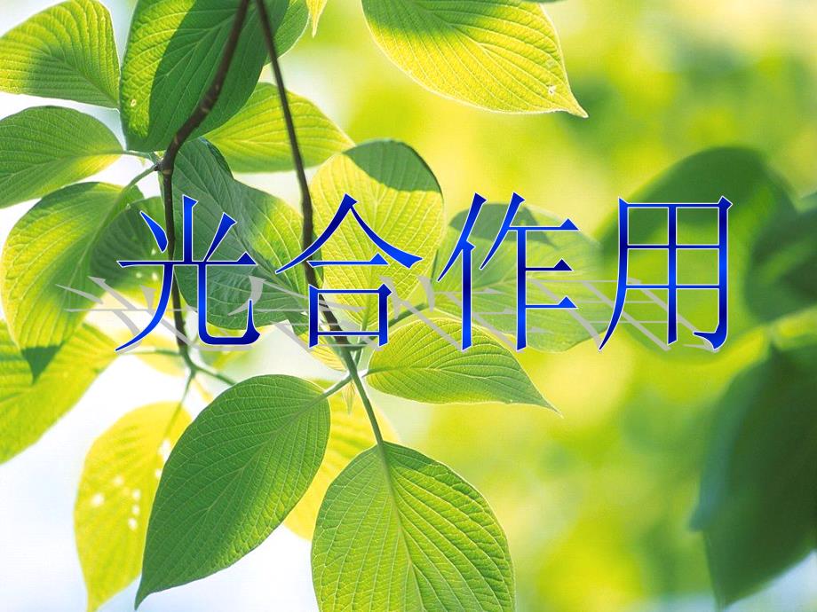 浙江省温州市高二生物《光合作用》课件 浙科版必修1_第2页