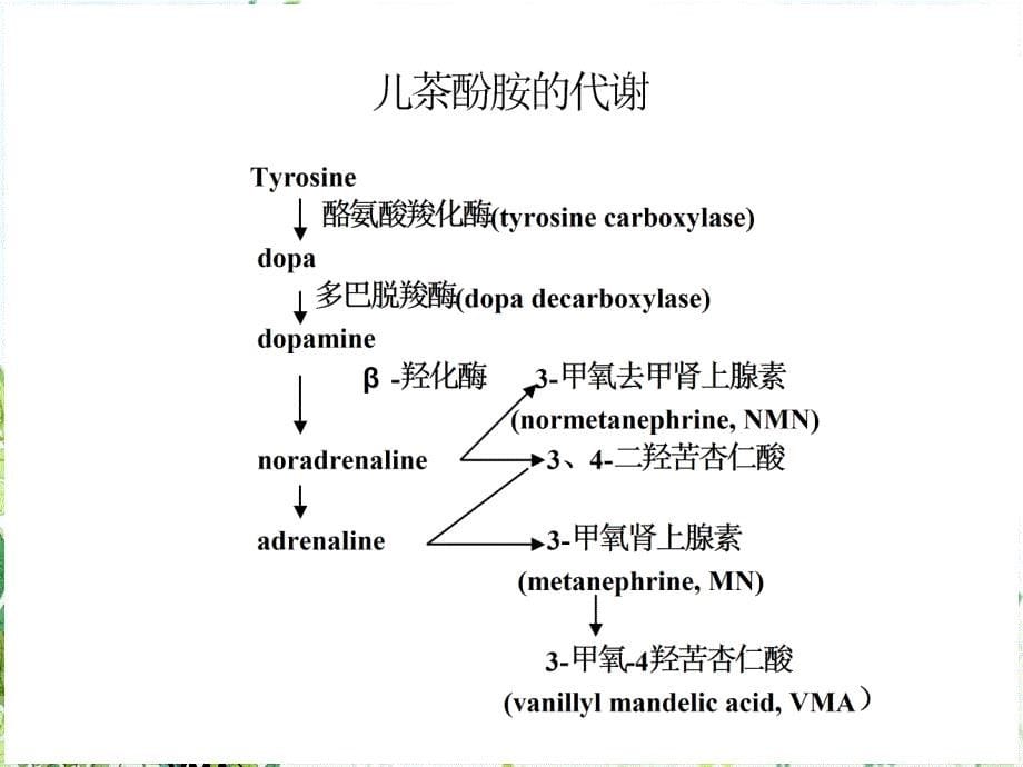 嗜铬细胞瘤文稿演示课件_第5页