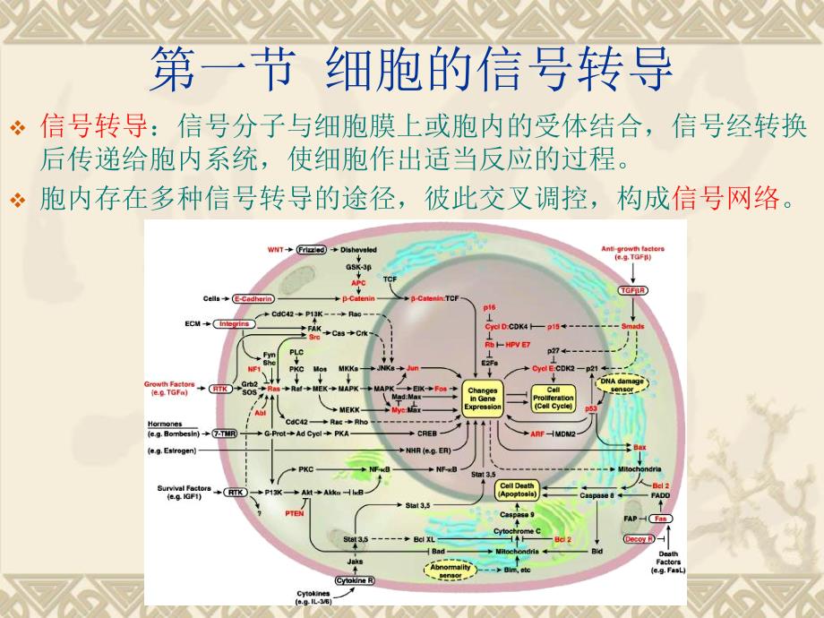 细胞生物学课程第12章医学院_第3页