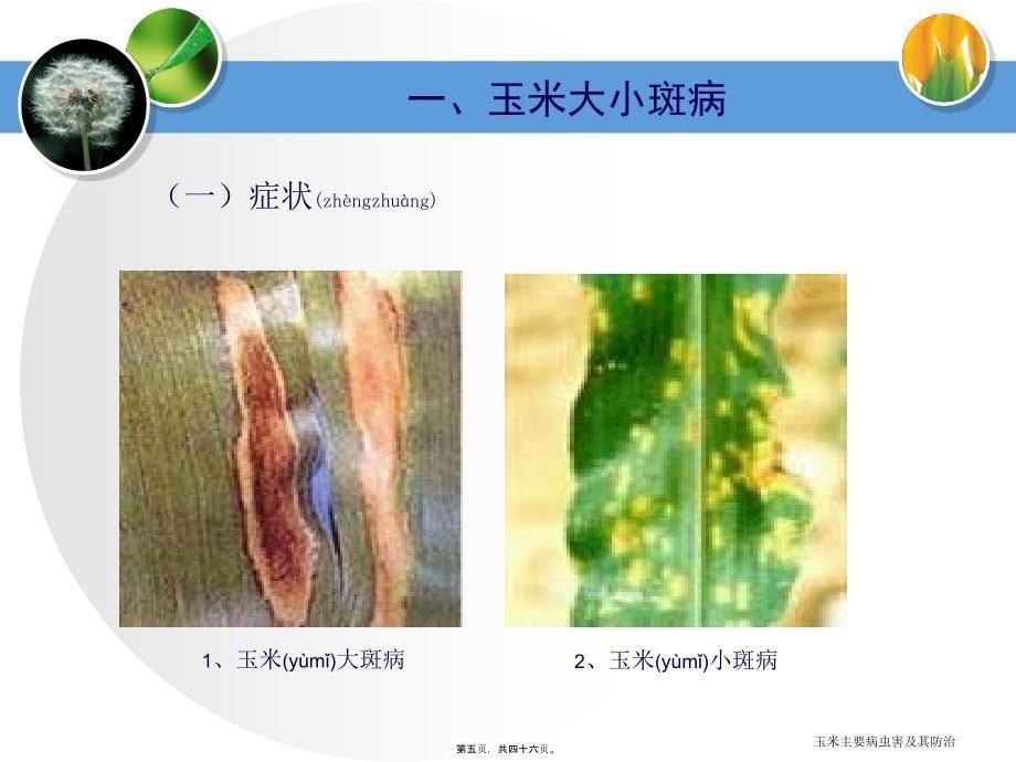 玉米主要病虫害及其防治课件_第5页