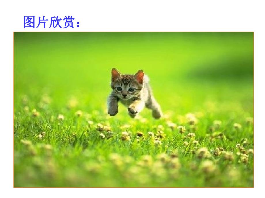 《猫》优秀PPT课件.ppt_第4页