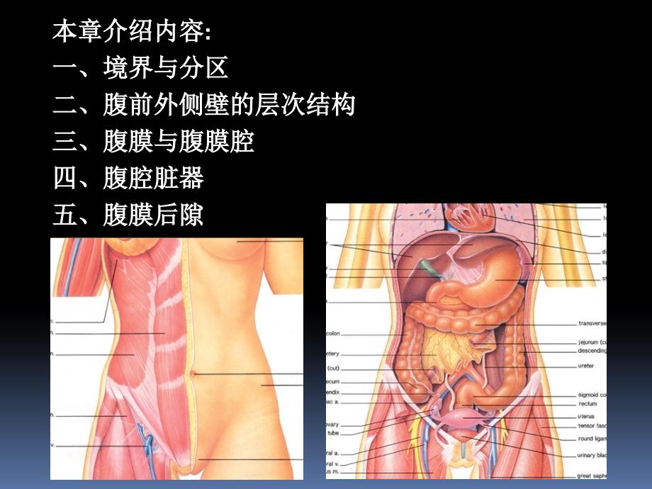 罗英瑾11 腹部_第2页