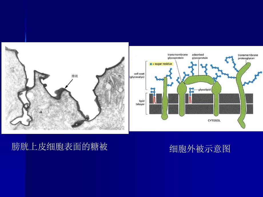 第七章细胞外基质和细胞外被课件_第2页