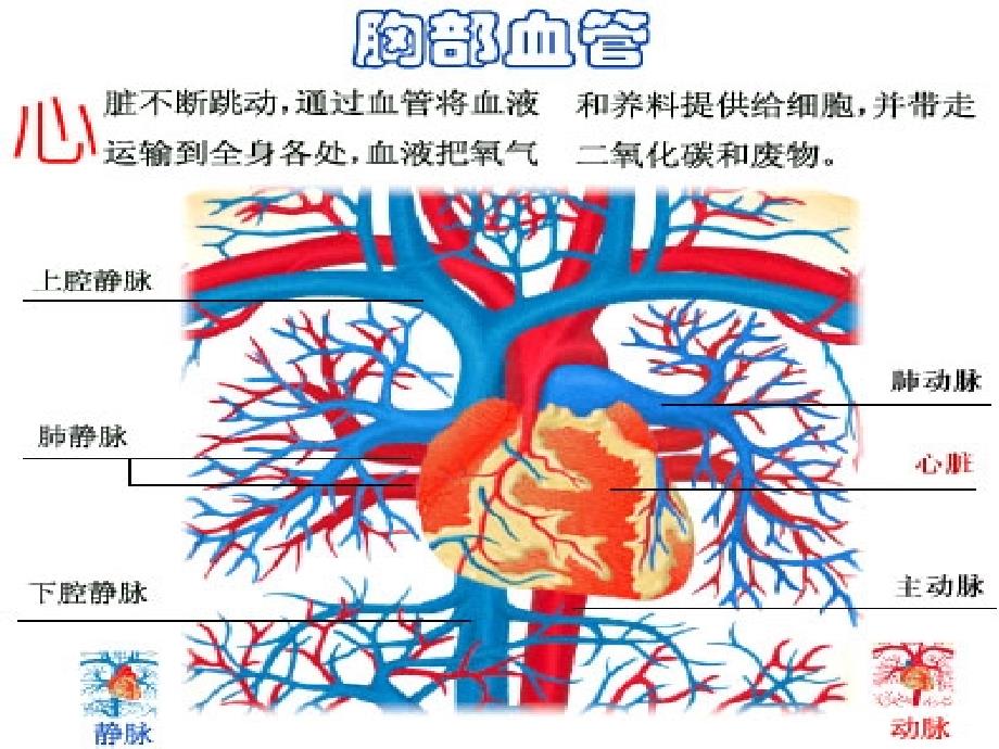 内科-心血管系统疾病_第2页