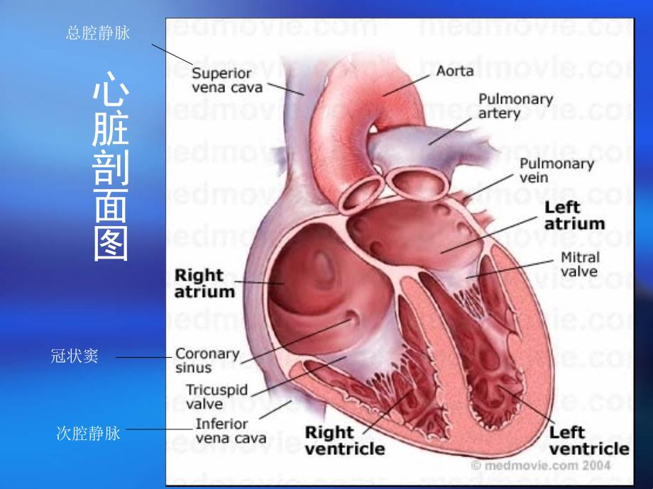 内科-心血管系统疾病_第3页