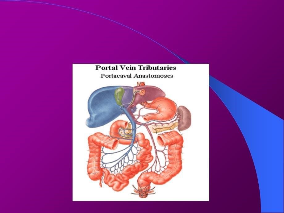 外科学2-温医大-门静脉_第5页