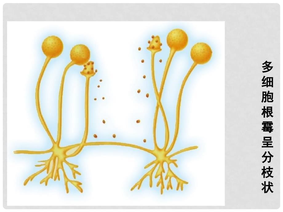 辽宁省辽阳市八年级生物上册 14.3 神奇微生物 真菌和病毒课件 （新版）苏教版_第5页