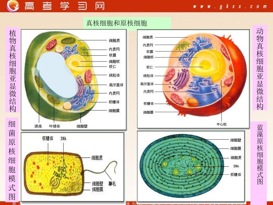 《细胞的多样性和统一性》.ppt_第3页