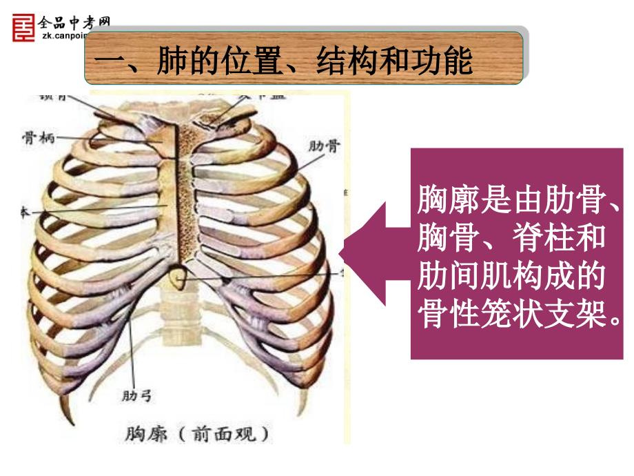 第四单元第三章第二节发生肺内的气体交换_第2页