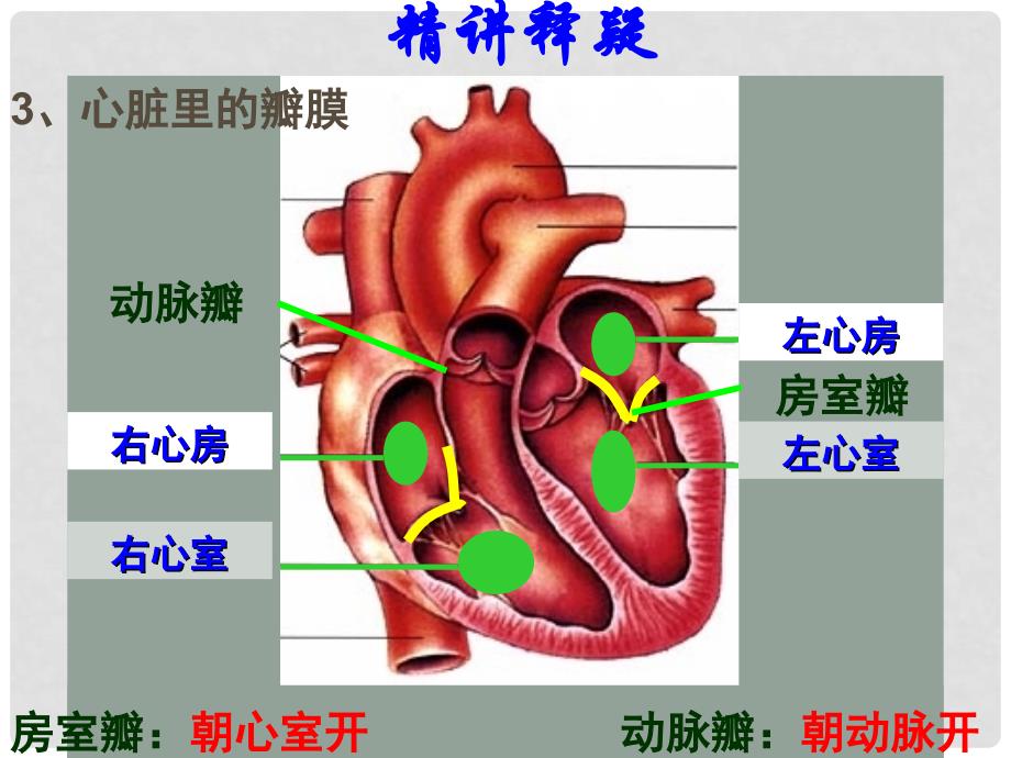 七年级生物下册 4.4.3 输送血液的泵—心脏课件 新人教版_第4页