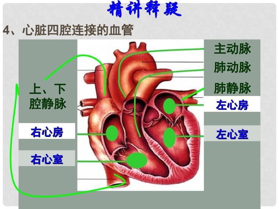 七年级生物下册 4.4.3 输送血液的泵—心脏课件 新人教版_第5页