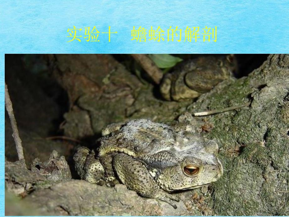 动物学实验八蟾蜍的解剖ppt课件_第1页