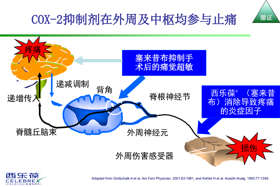 最新西乐葆围手术期二课件PPT文档_第2页