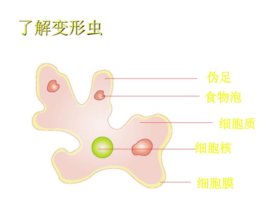 生物细胞是生命活动的基本单位_第2页