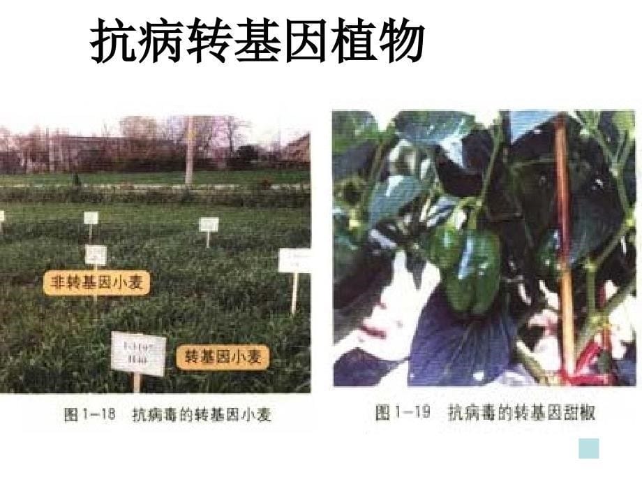 高二生物选修3基因工程的应用课件_第5页