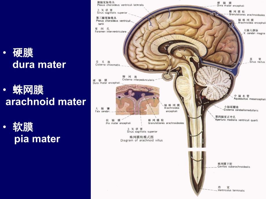 16脑脊膜血管脑脊液内分泌_第3页