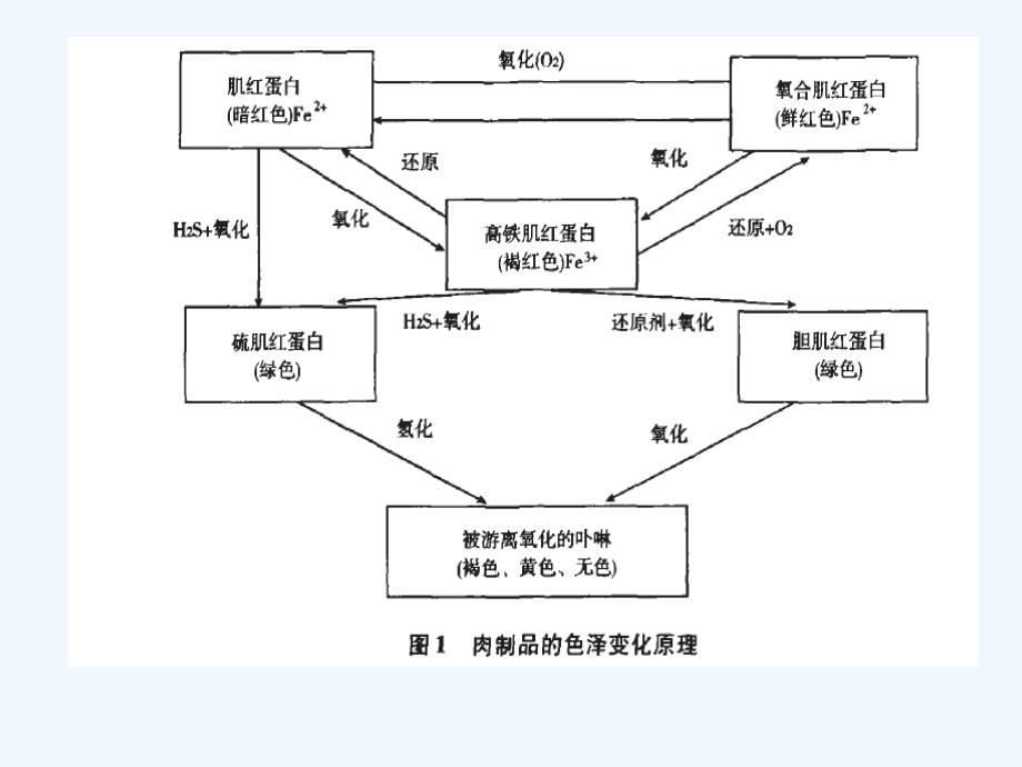 护色剂在食品加工中的应用课件_第5页