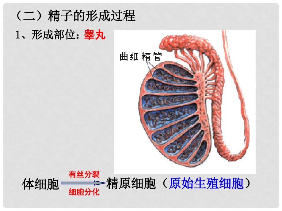 高一生物 第2章 第1节 减数分裂课件+教案+学案 新人教版必修2减数分裂 1_第4页