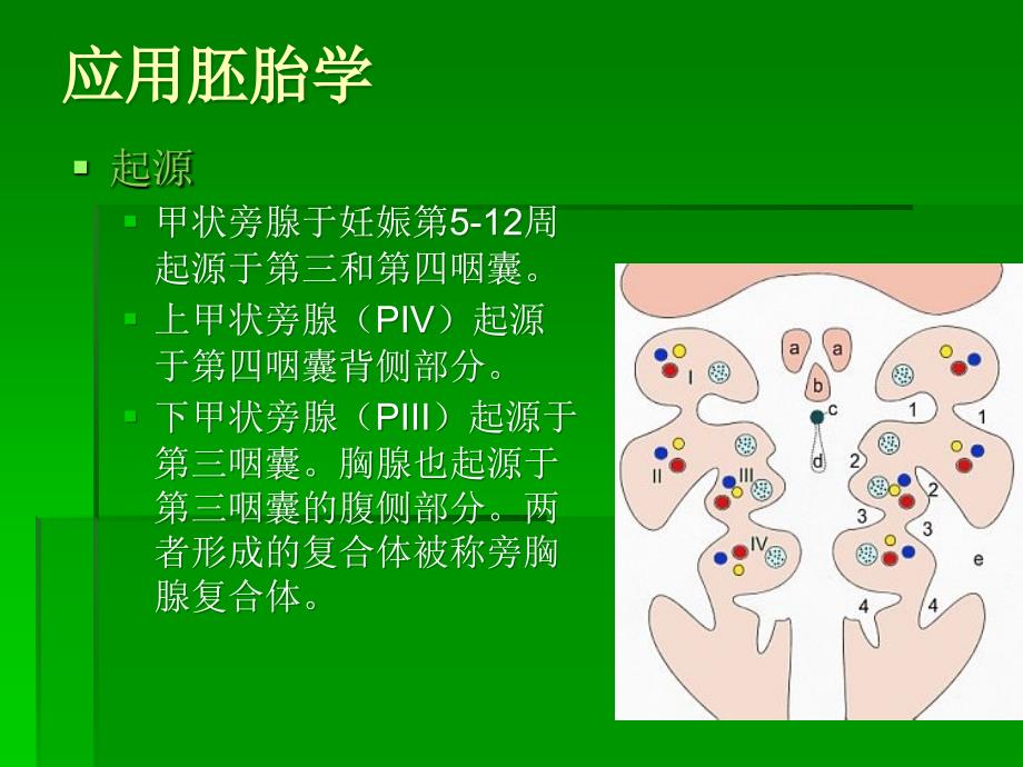 如何识别甲状旁腺ppt课件_第2页