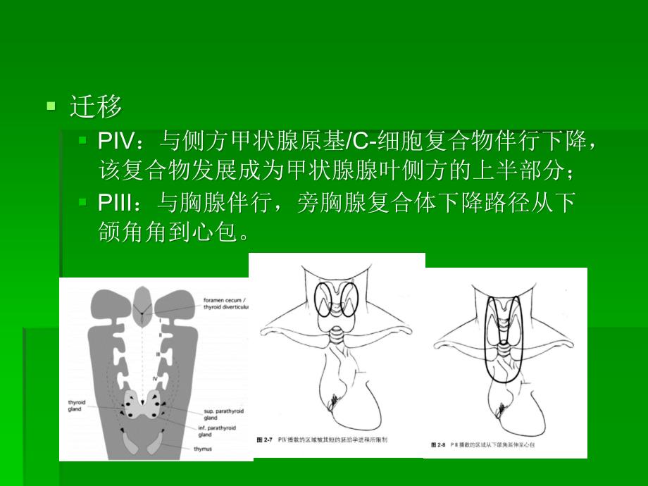 如何识别甲状旁腺ppt课件_第3页