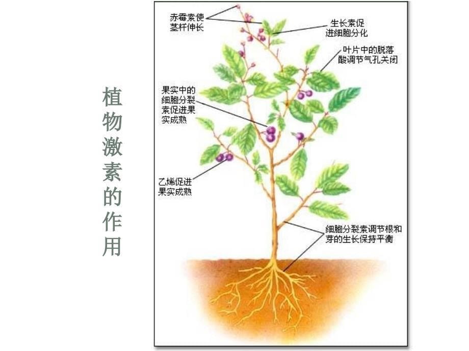 高中生物 3.3 其他植物激素课件2 新人教版必修3_第5页