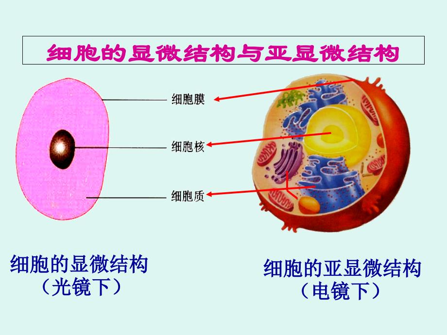 第二节细胞器与胞质溶胶_第2页