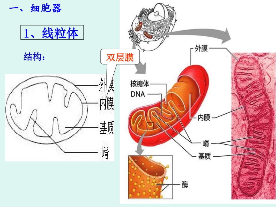 第二节细胞器与胞质溶胶_第4页