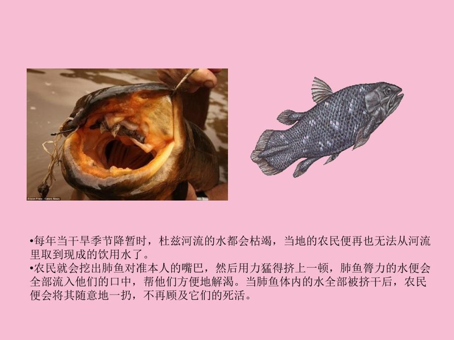 一条励志的鱼欧佳灵ppt课件_第4页