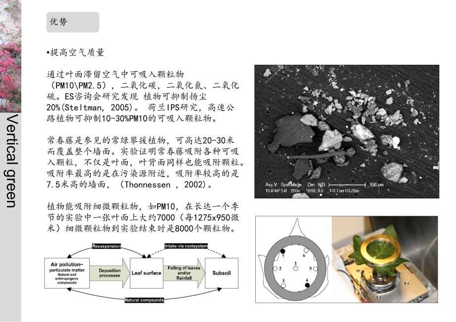 景观-垂直绿化ppt课件_第5页