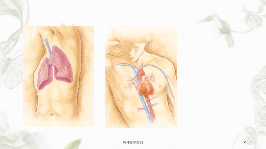 胸部影像解剖课件_第2页