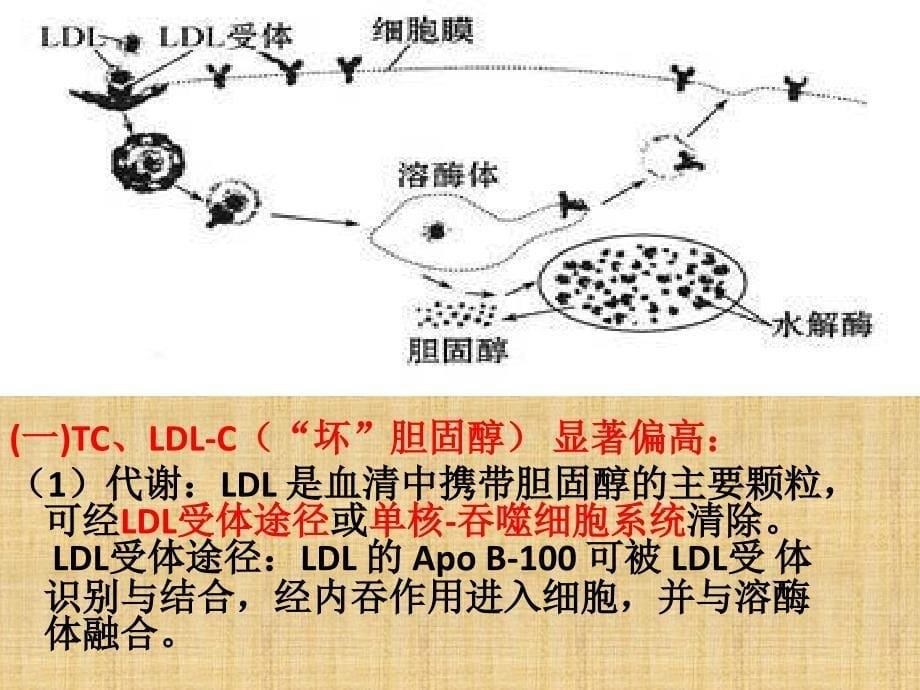 生化血脂蛋白案例分析.ppt_第5页