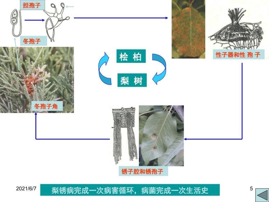 第九章-病害循环PPT课件_第5页