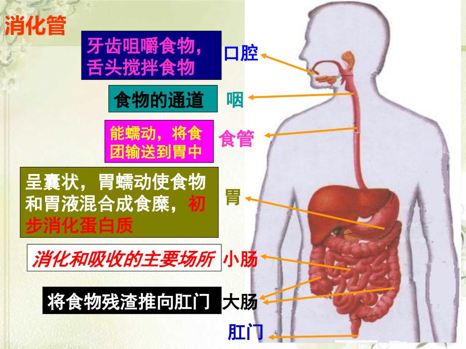 宋和时消化和吸ppt课件_第3页