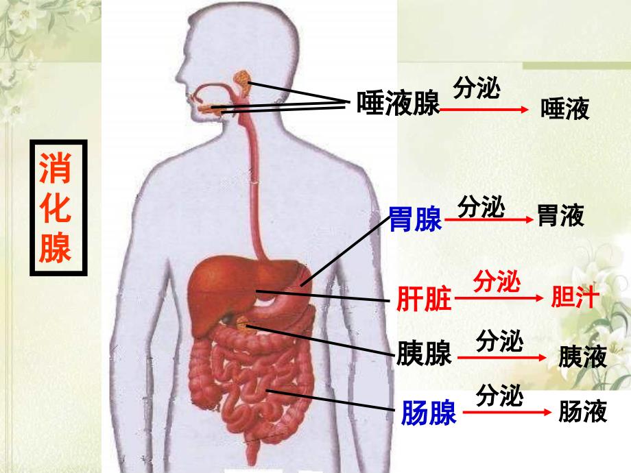 宋和时消化和吸ppt课件_第4页