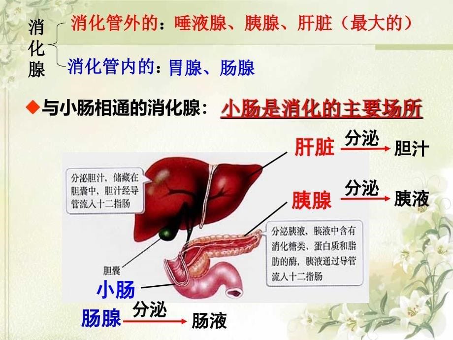 宋和时消化和吸ppt课件_第5页