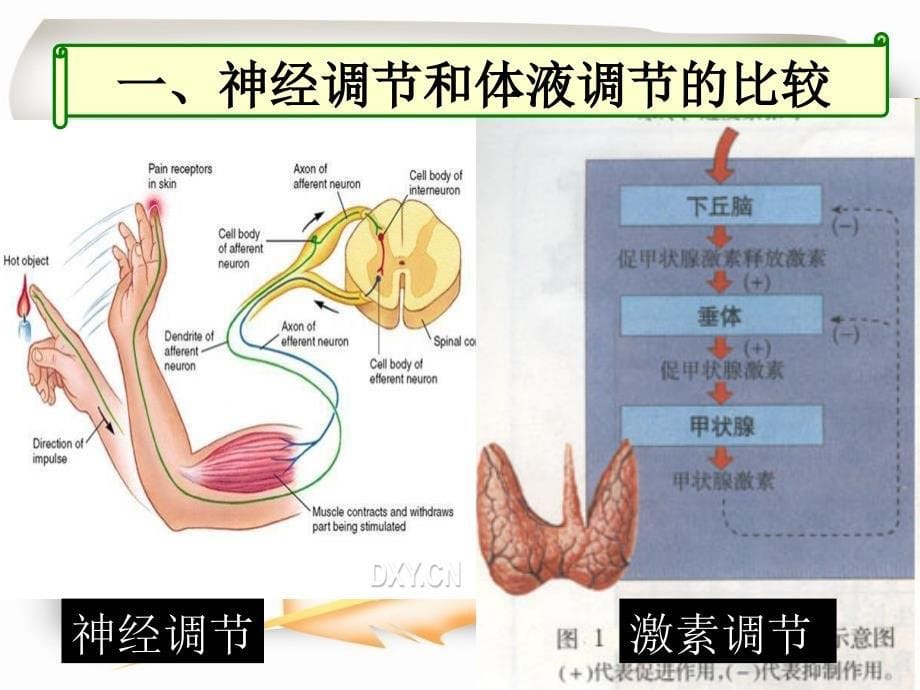 神经调节与体液调节关系ppt课件_第5页