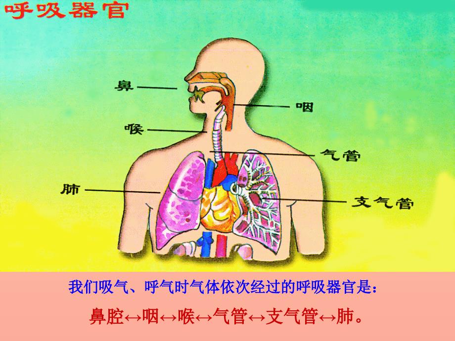 五年级科学上册1.1我们在呼吸课件1湘教版.ppt_第3页