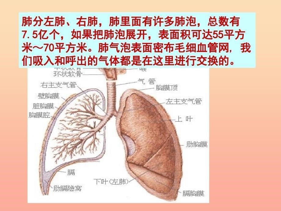 五年级科学上册1.1我们在呼吸课件1湘教版.ppt_第5页