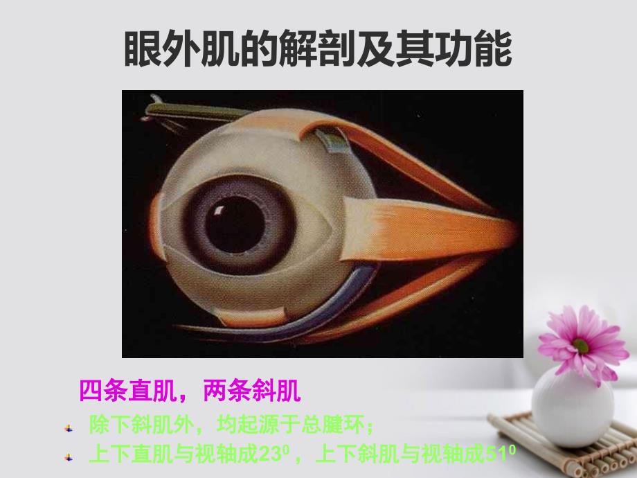 《斜视和弱视眼科学》ppt.ppt_第3页