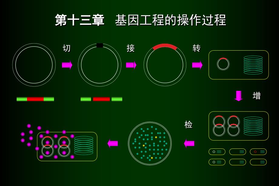 基因工程的操作过程_第3页