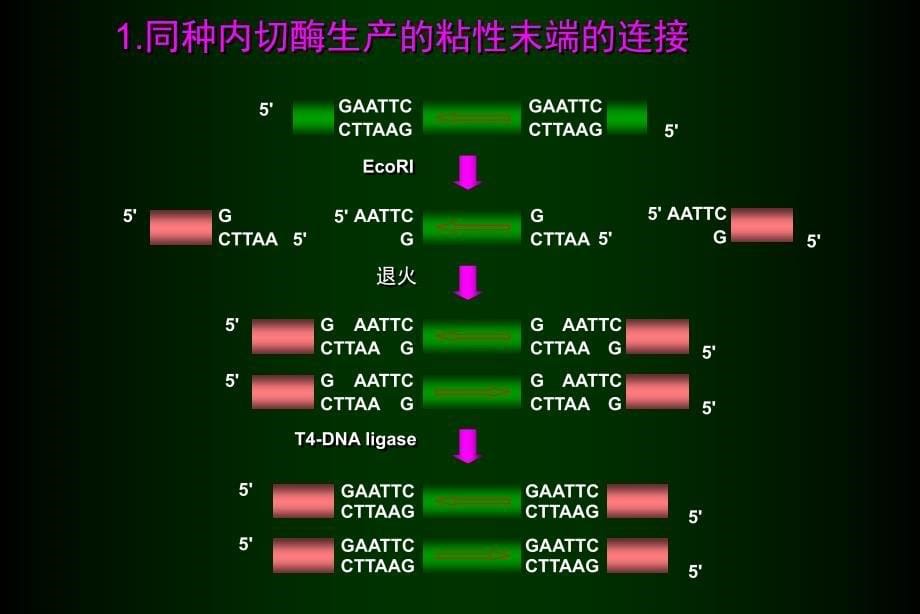 基因工程的操作过程_第5页