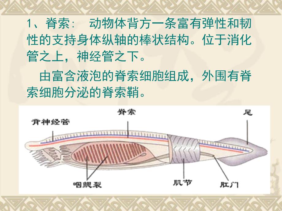 脊椎动物学课程简介_第3页