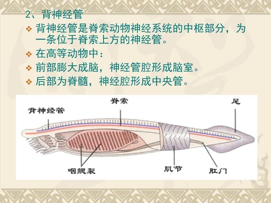 脊椎动物学课程简介_第5页