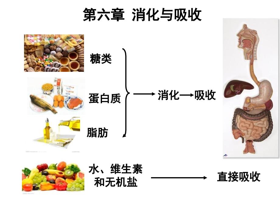 专科六版消化与吸收_第3页